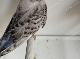 Young budgies for sale