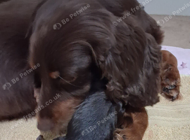 Working cocker spaniel puppies