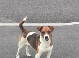 jack russel