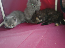 Pedigree Kittens 2female 1male