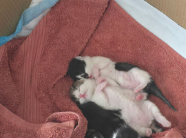One black white and 2tabby