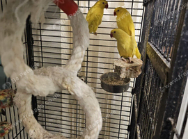 Lutino ringneck
