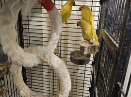 Lutino ringneck
