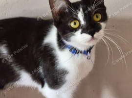 Beautiful Friendly Girl Looking For Loving Home