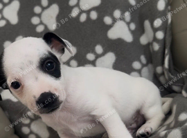 2 puppy jack russells
