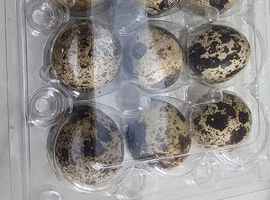 fertile quail eggs