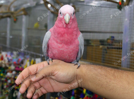 Baby Galah Cockatoo Fully Hand Reared,18