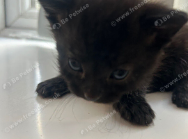 4 kittens
