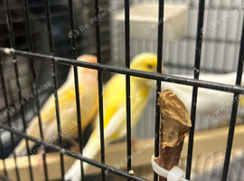 2 pairs of Canaries.