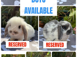 X8 baby mini lops