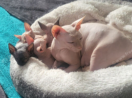 1 male Canadian sphynx and 1 female bambino sphynx for sell