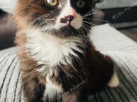8 week old kittem