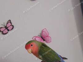 Lovebirds