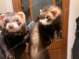 2 Polecats (4 Months Old) (&pound;40 for both)