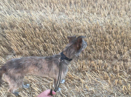 Deerhoundxgrey