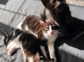 1 male 2 female kittens