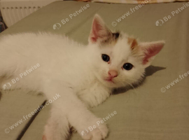 8 week old kitten