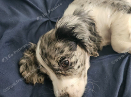 WORKING COCKER SPANIEL BITCH FOR SALE