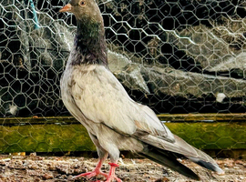 High flyer pigeon