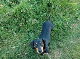 Female Dachshund 2 years old