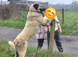 Lucky - 2-Year-Old Livestock Guardian Dog - Working/Rural Home Wanted