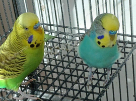 Bonded pair of young cocks