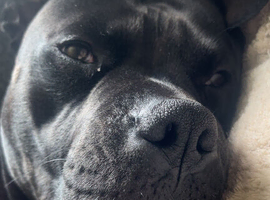 American bulldog Vinnie
