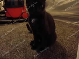 Free to loving home