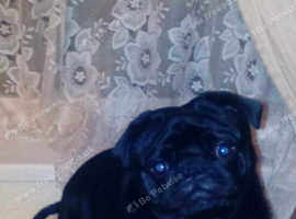 I need a female attention for my pug George he is such a handsome young man and would make beautiful adorable puppies we would like a pick of the litt