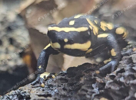 Bumblebee Walking toad