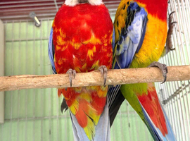 Beautiful Eastern Rosella parrot