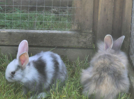 Lionhead cross bunnies