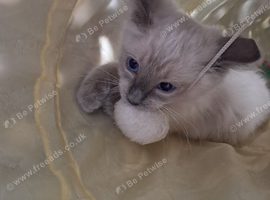 Beautiful pure breed Ragdoll