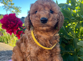 Cockapoo puppies