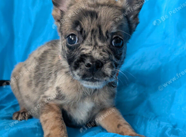 Belgian shepherd mix