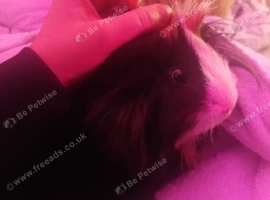 Two bonded male guinea pigs - together only