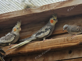 Young Cockatiels for sale