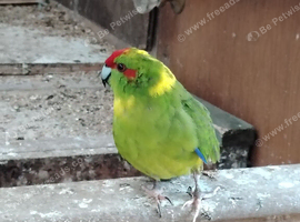 Kakariki