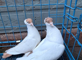 Polish Helmet Pigeons for Sale