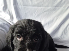 Cocker spaniel puppies last girl left