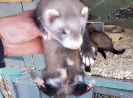 Female Baby Ferrets 2 for &pound;100