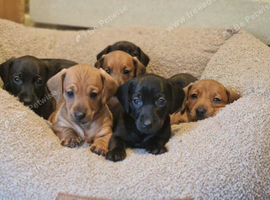 3/4 dachsund x 1/4 patterdale