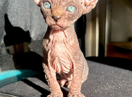 Beautiful tiny elf Sphynx