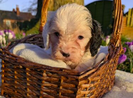 BEAUTIFUL CAVAPOOCHAN PUPS
