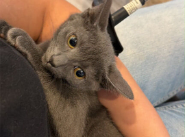 Female half Siamese kitten