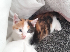 Kittens