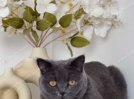 British shorthair cat