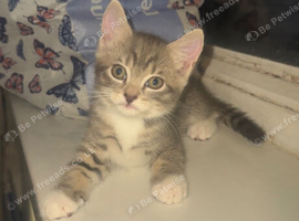 5 Beautiful Kittens Looking for Their Forever Homes