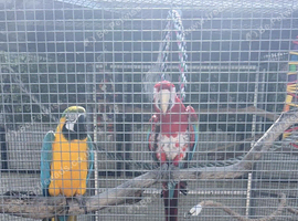 2 beautiful macaw birds