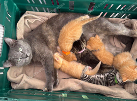 BEAUTIFUL KITTENS TO RESERVE